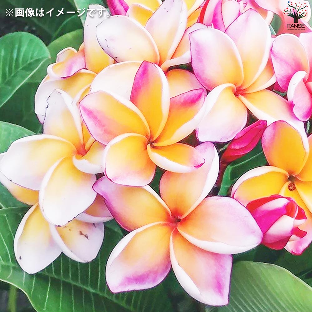 組み合わせ変更可能^ ^ プルメリア　苗木　3種セット　5号　3本立ち プルメリア苗木 品種：CS3(カルフォルニアサンセット3)【花苗 5