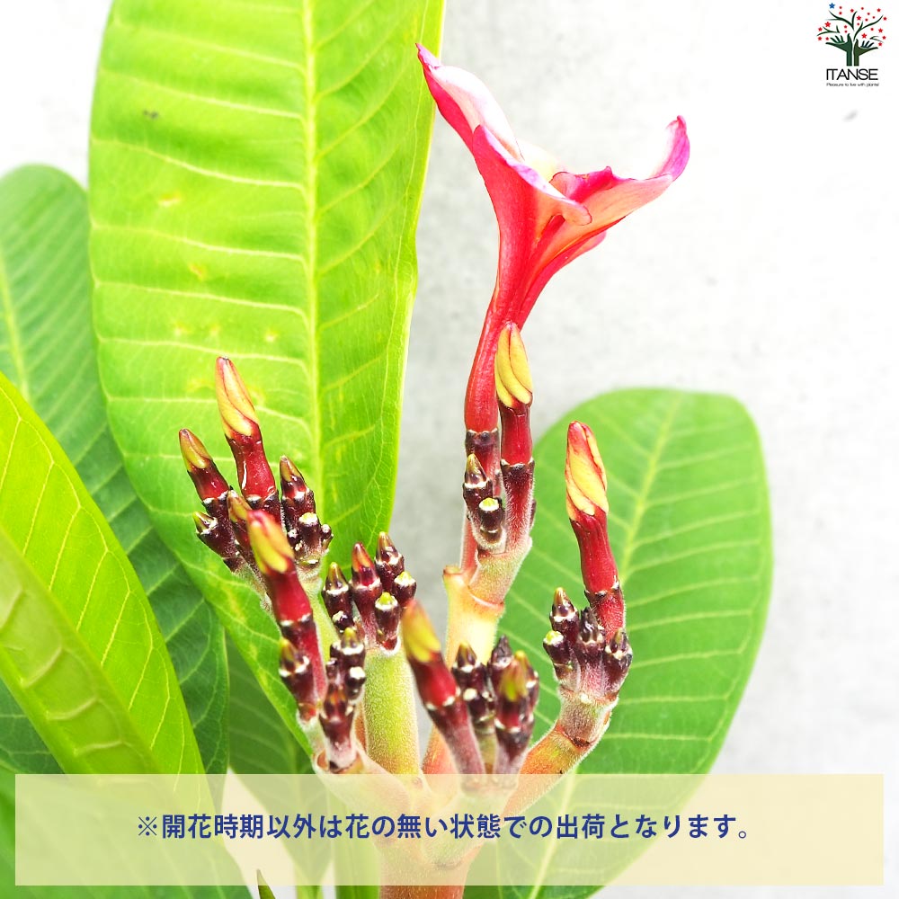 プルメリア枝苗 プルメリア苗木 品種：CS3(カルフォルニアサンセット3)【花苗 5号鉢／1