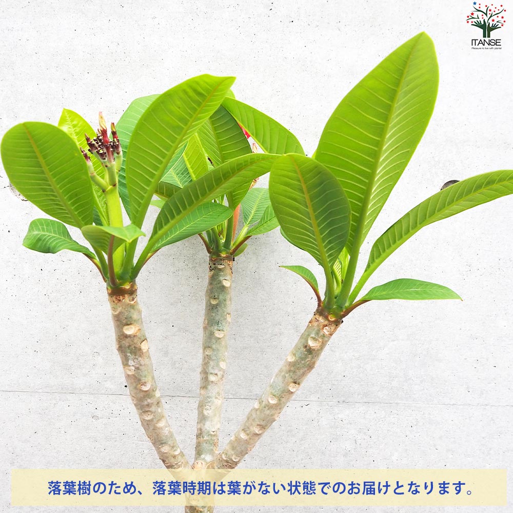 プルメリア苗木 品種：CS3(カルフォルニアサンセット3)【花苗 5号鉢／1