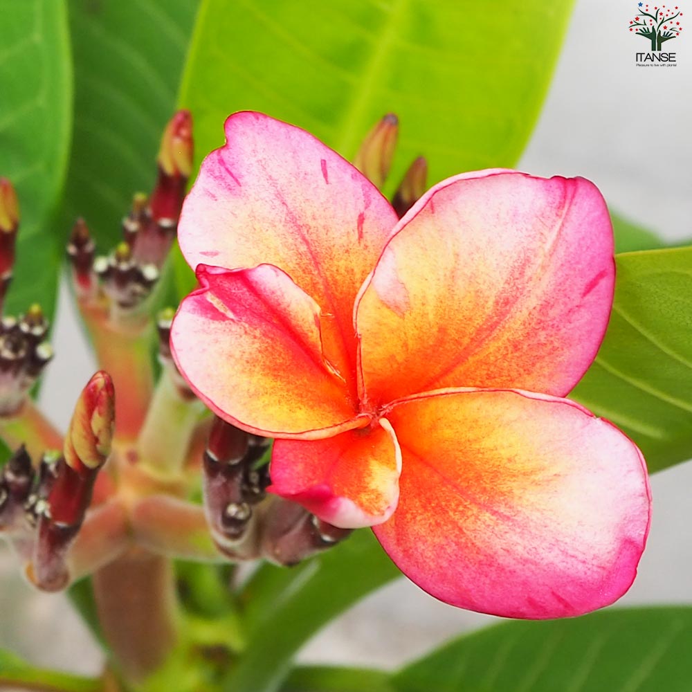 プルメリア苗木 品種：CS3(カルフォルニアサンセット3)【花苗 5