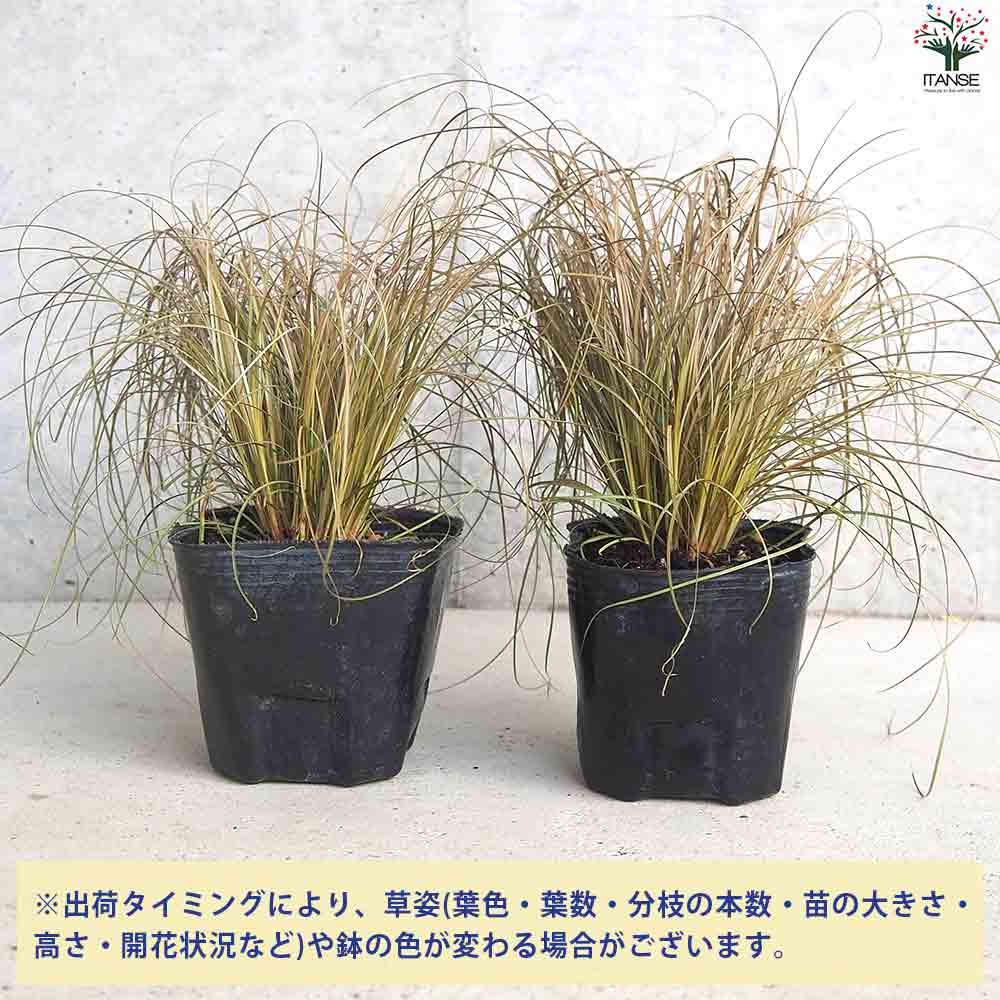 カレックス ブロンコ 2個～【花苗 9cmポット】｜ 【植物のITANSE