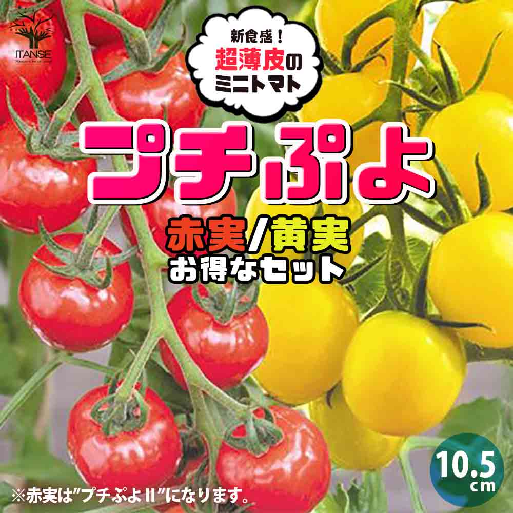 プチぷよ2 赤実/プチぷよ黄色実 各1個 2色セット 新食感！薄皮ミニトマト【9cmポット自根苗／赤実+黄色実】