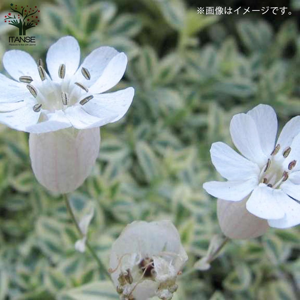 シレネ・ユニフローラ 【花苗 7.5cmポット苗】｜ 【植物のITANSE