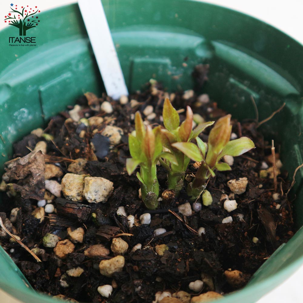 クレマチス・ジュエリーローズ(ビチセラ系)【花苗 4号ポット苗