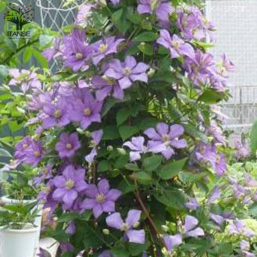クレマチス・ジュエリーローズ(ビチセラ系)【花苗 4号ポット苗
