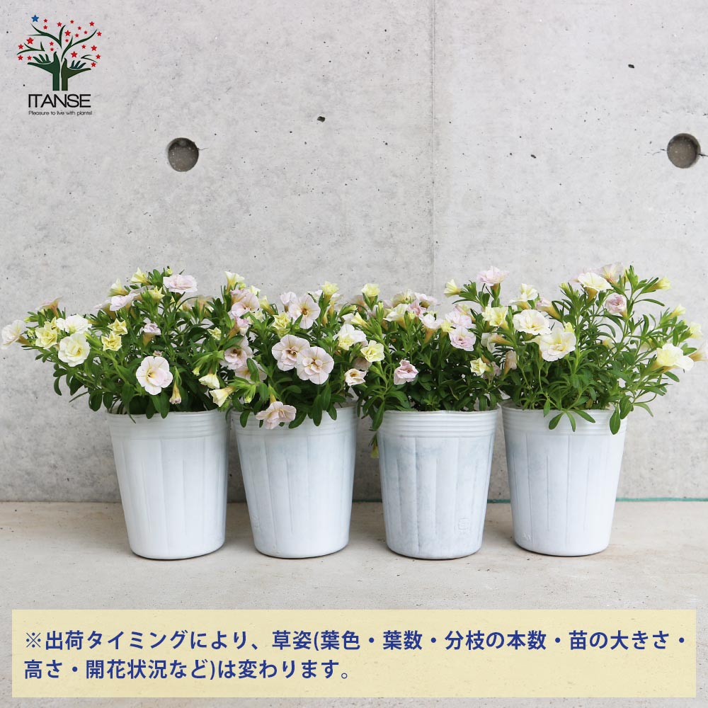 カリブラコア 桃色かさね(ナラフラセレクションズ)【花苗 3号ロング