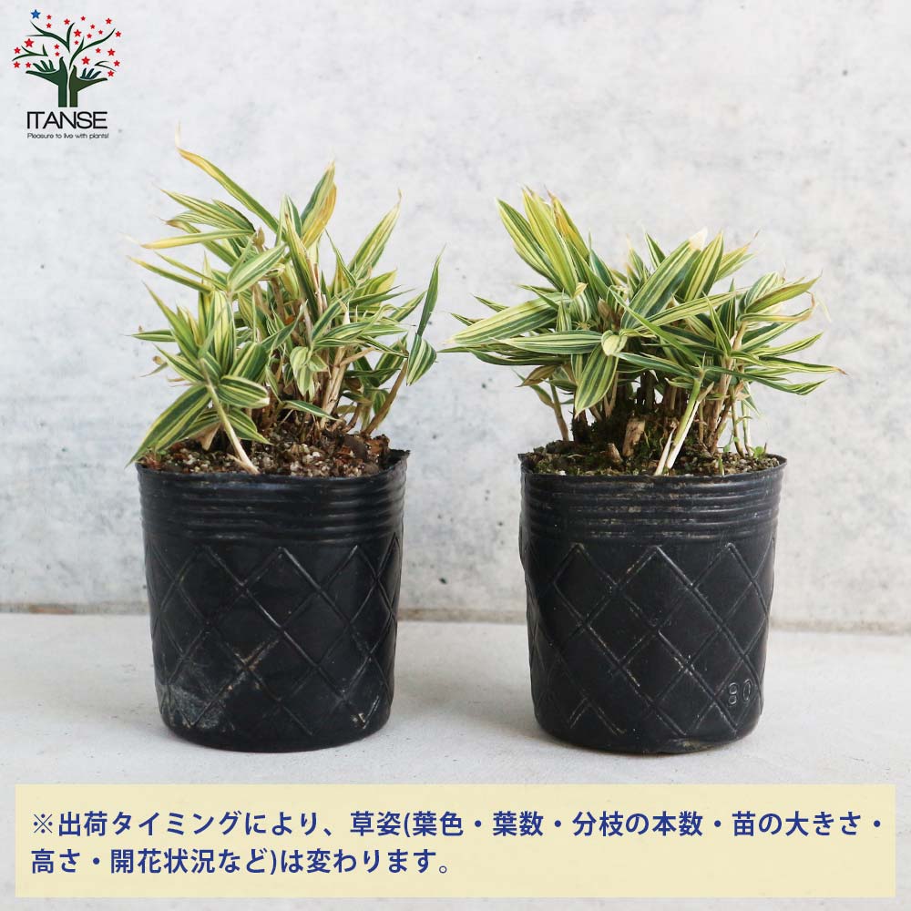 縞笹(シマザサ)【花苗 2.5号ポット苗】｜ 【植物のITANSE】全品