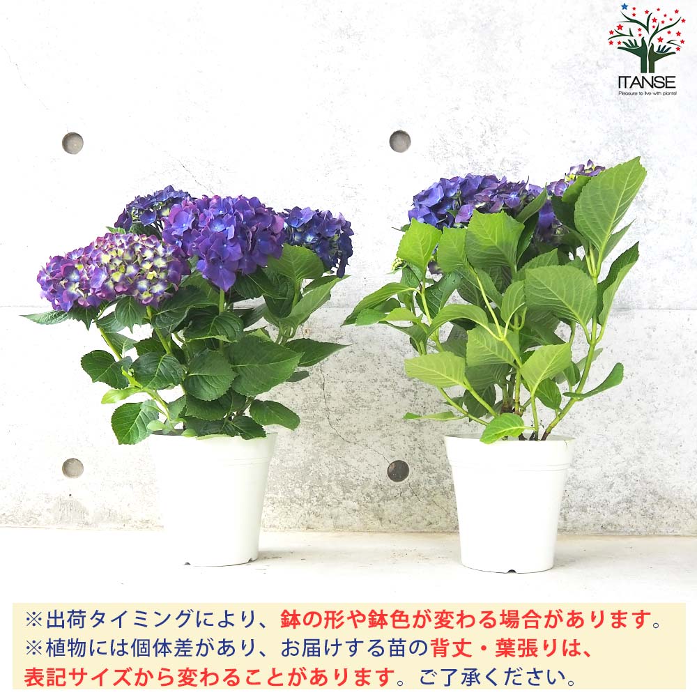 Amazon.co.jp: アジサイディープパープル 5号鉢 2個セット【品種