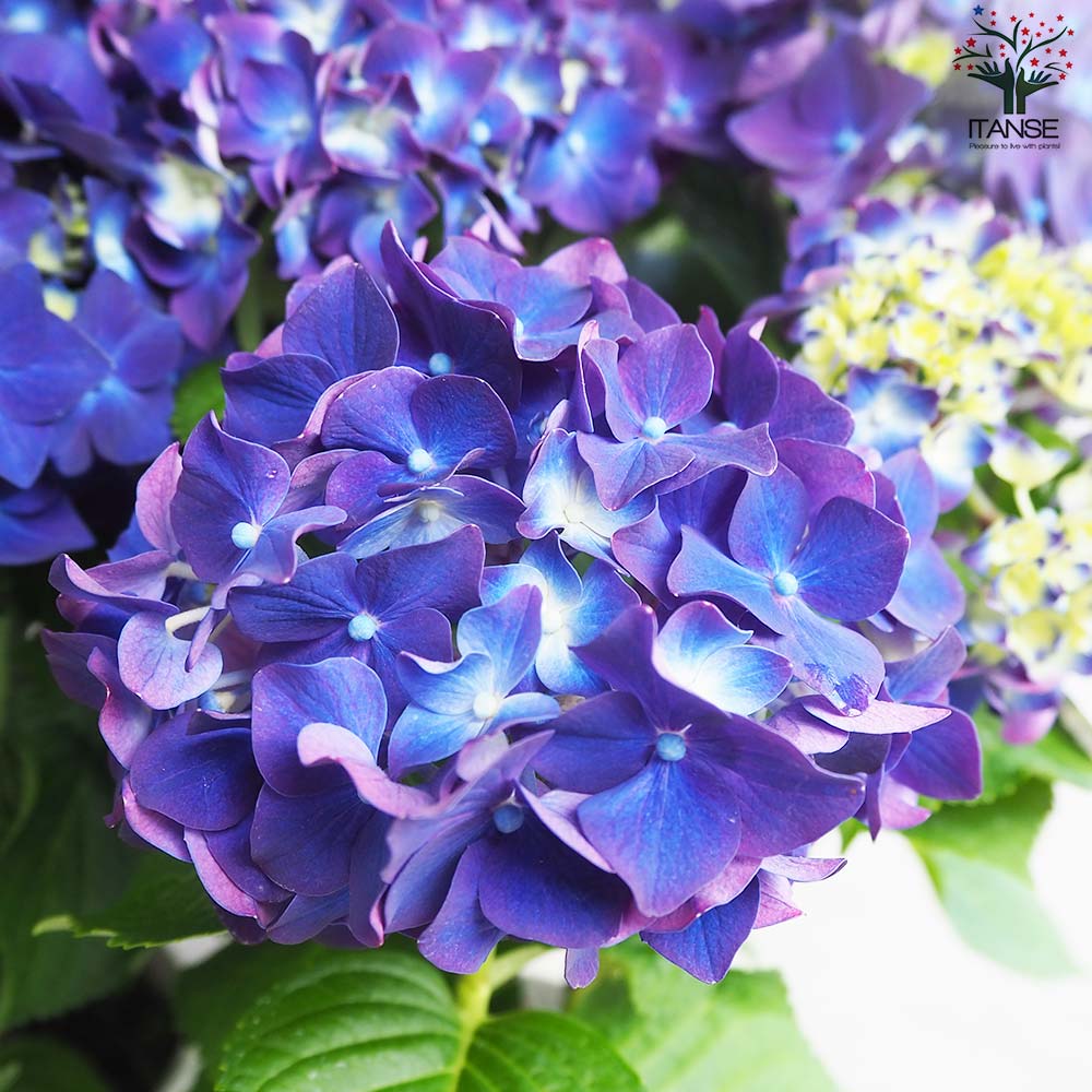 アジサイ ディープパープル【花苗 5号鉢】｜ 【植物のITANSE