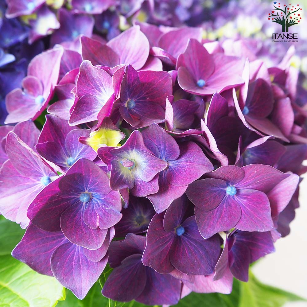 【花苗】ハイドランジア　ディープパープル　大苗 タグ付き正規品　ポット毎発送　★ 花苗】ハイドランジア ディープパープル 普通苗 タグ付き正規品 ポット