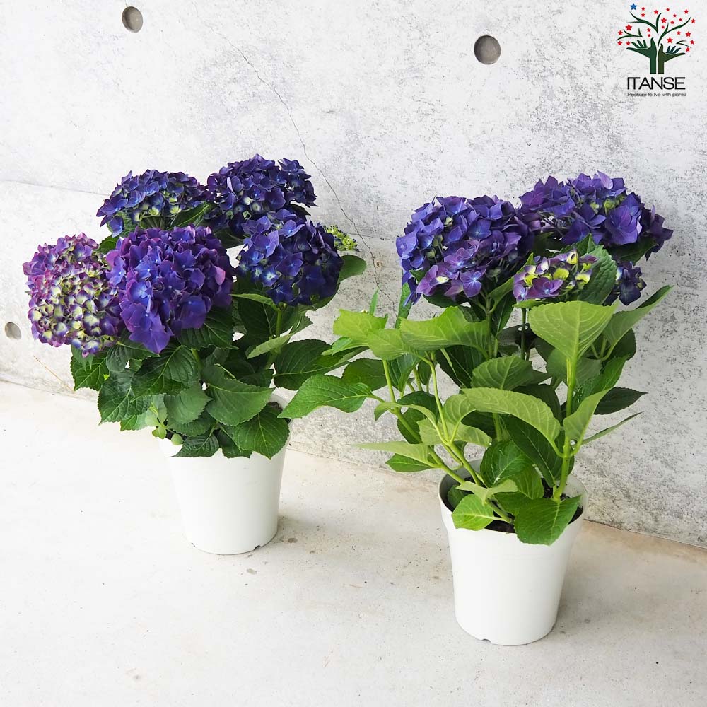 アジサイ ディープパープル【花苗 5号鉢】｜ 【植物の