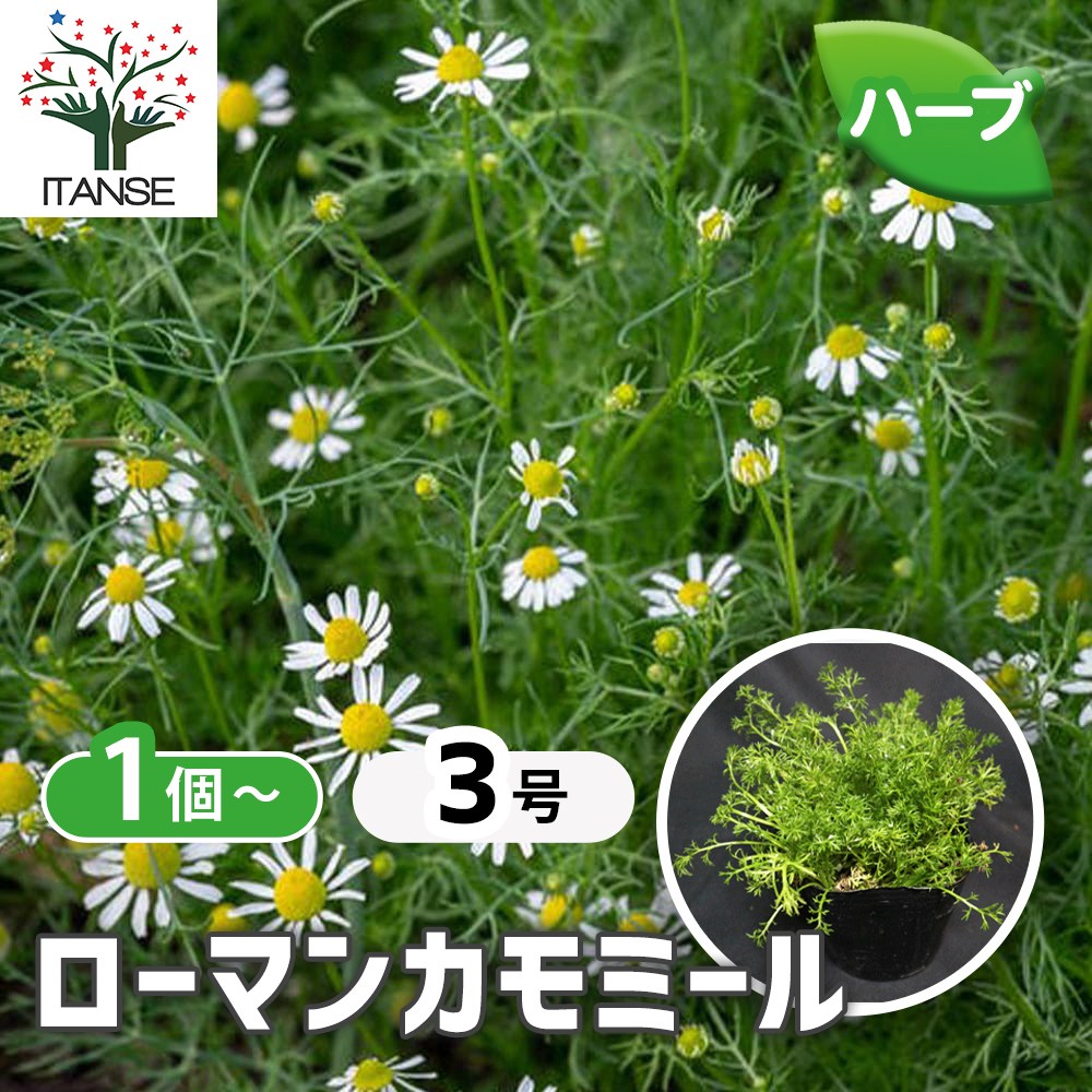 カモミール ローマン【ハーブ苗9cmポット／1個～】｜ 【植物の