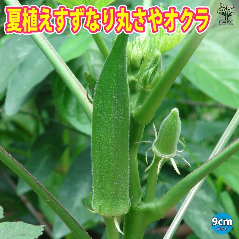 オクラ苗 夏植え丸さやオクラ4個～【野菜苗 9cmポット実生苗】