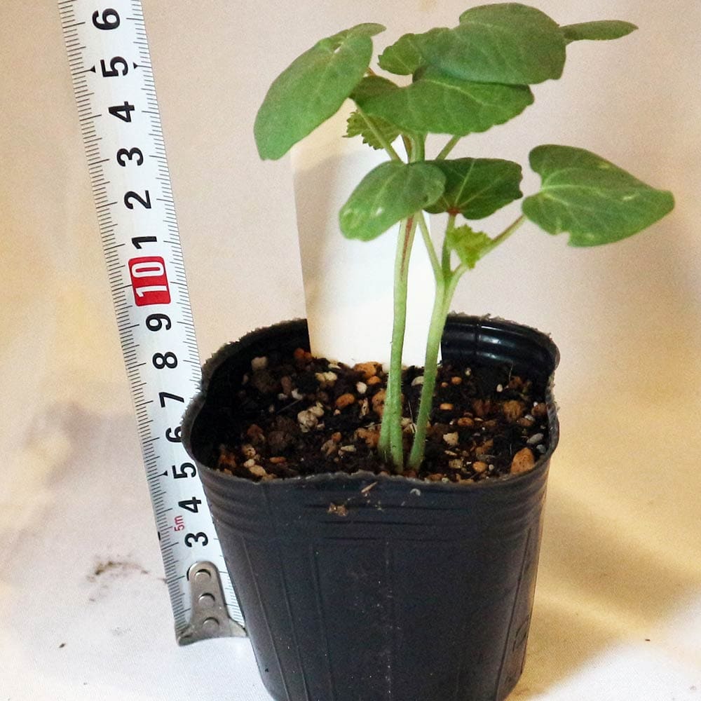 オクラ苗 夏植え丸さやオクラ4個～【野菜苗 9cmポット実生苗】