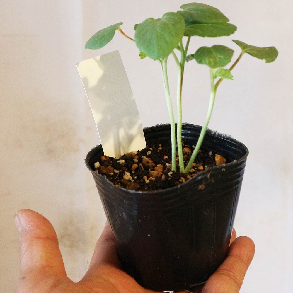 オクラ苗 夏植え丸さやオクラ4個～【野菜苗 9cmポット実生苗】