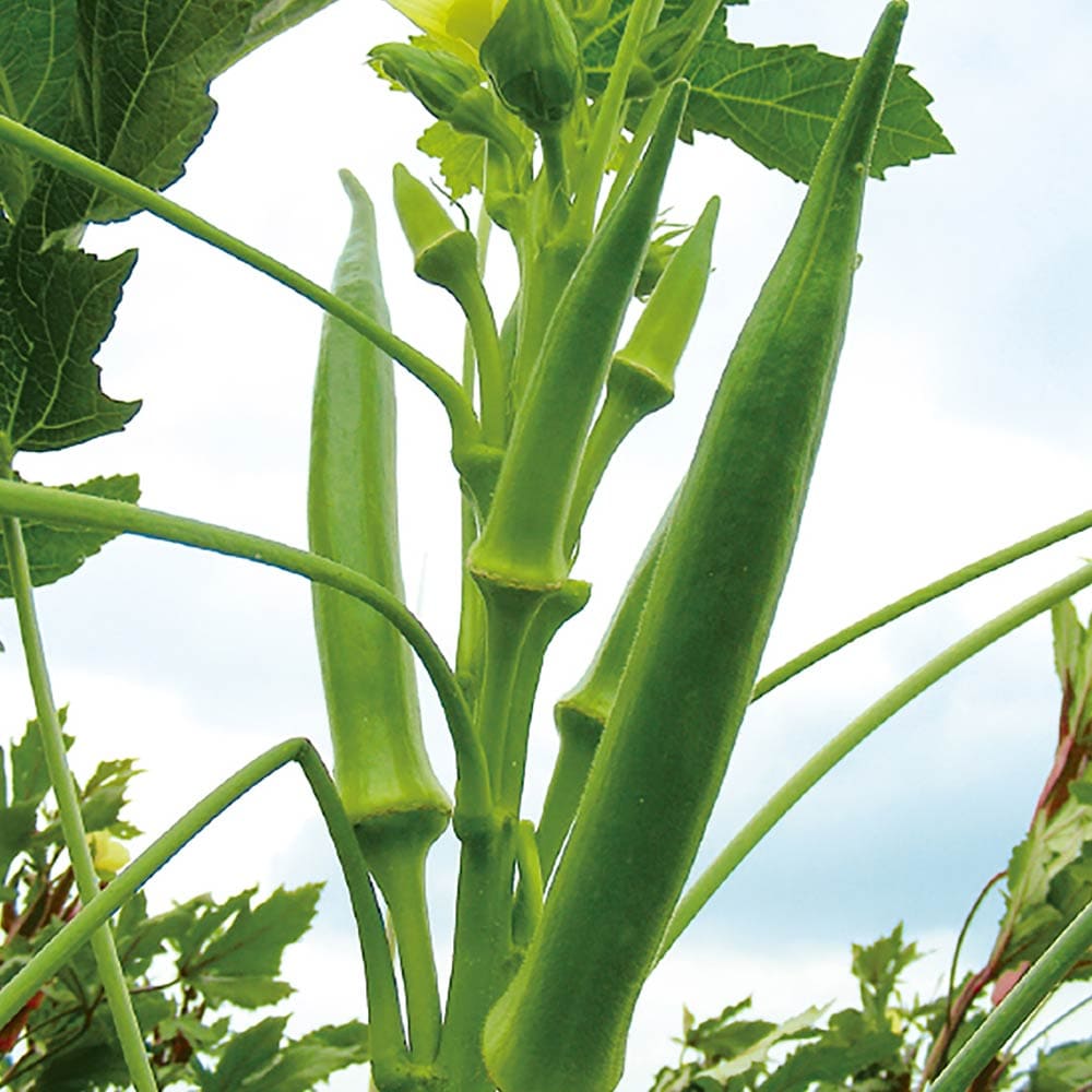 オクラ苗 夏植え丸さやオクラ4個～【野菜苗 9cmポット実生苗】