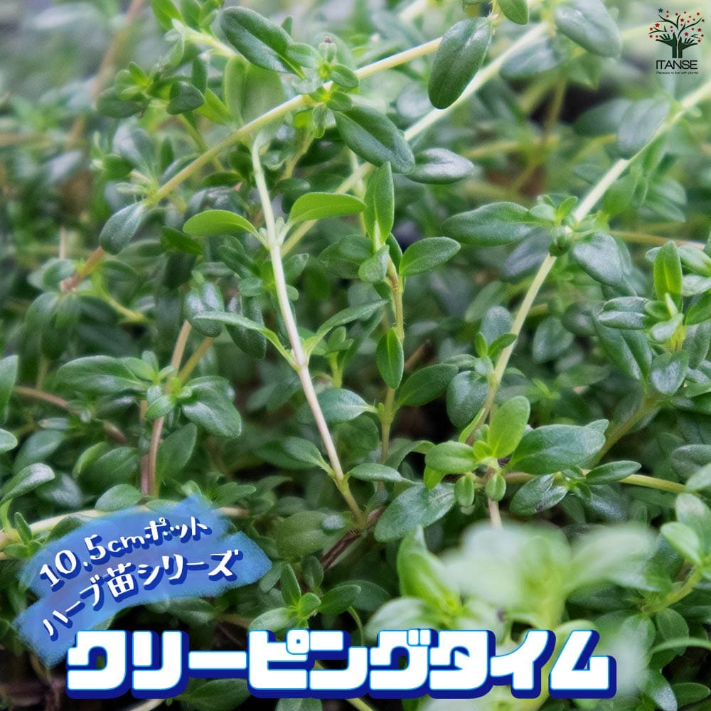 クリーピングタイム 10.5cm2個～【おうちで簡単！育てやすい10.5cmポットハーブ苗シリーズ！】