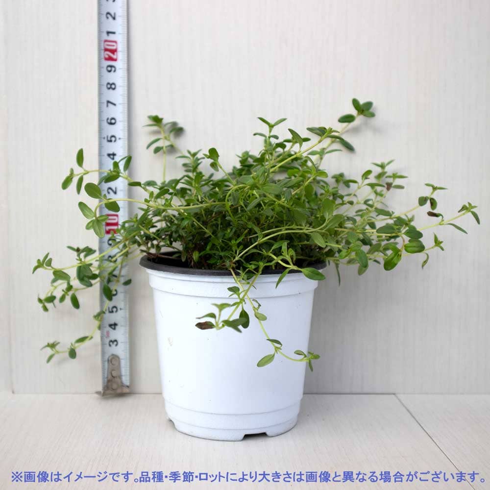 クリーピングタイム 10.5cm2個～【おうちで簡単！育てやすい10.5cmポットハーブ苗シリーズ！】