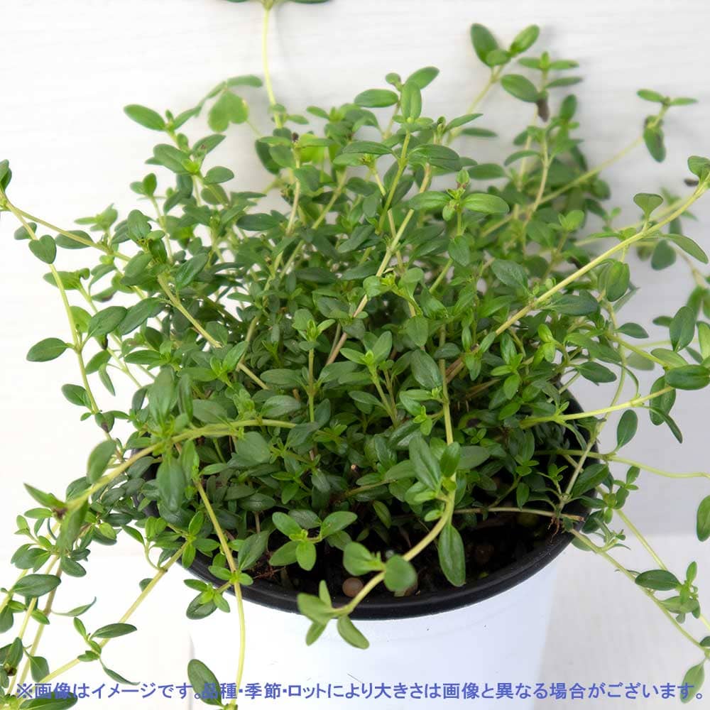クリーピングタイム　根付き苗　分割10苗 Amazon.co.jp: クリーピングタイム 【10Potセット】 苗 ハーブ