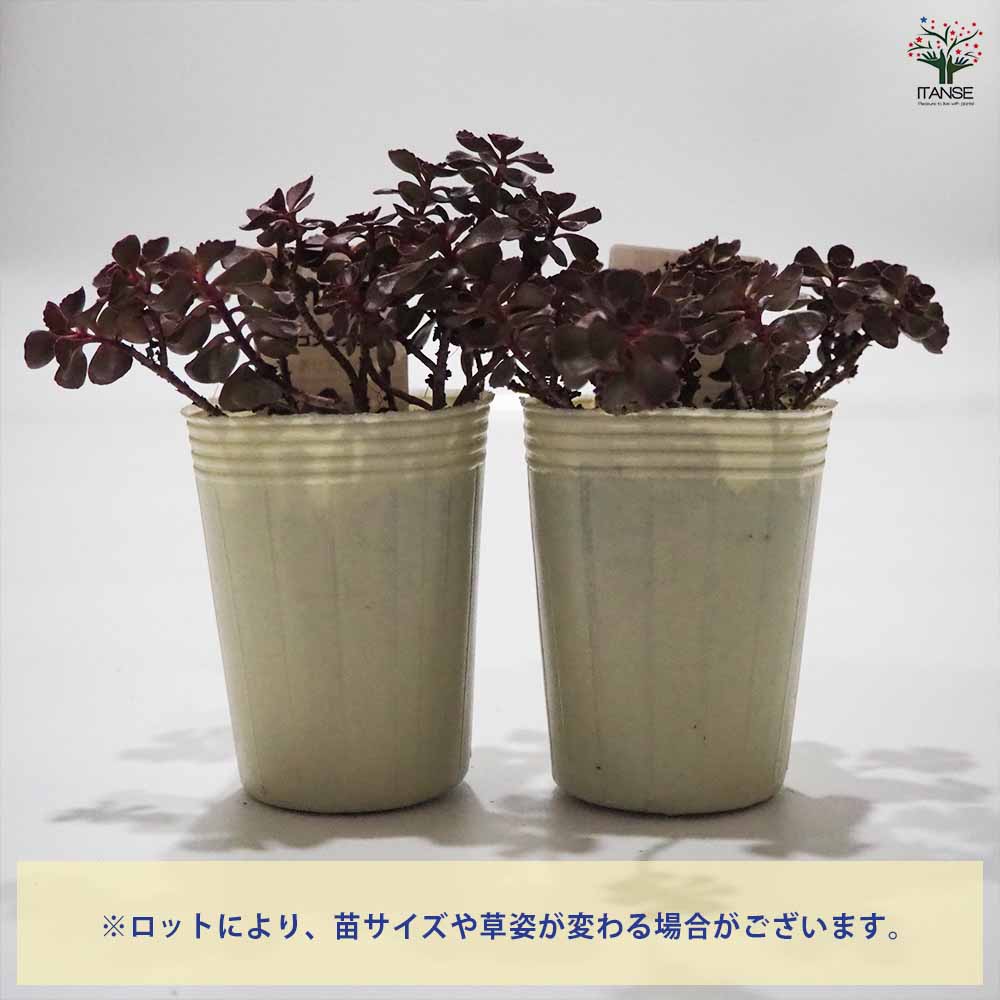 セダム ドラゴンズブラッド【多肉植物 2.5～3号ポット苗 グランド