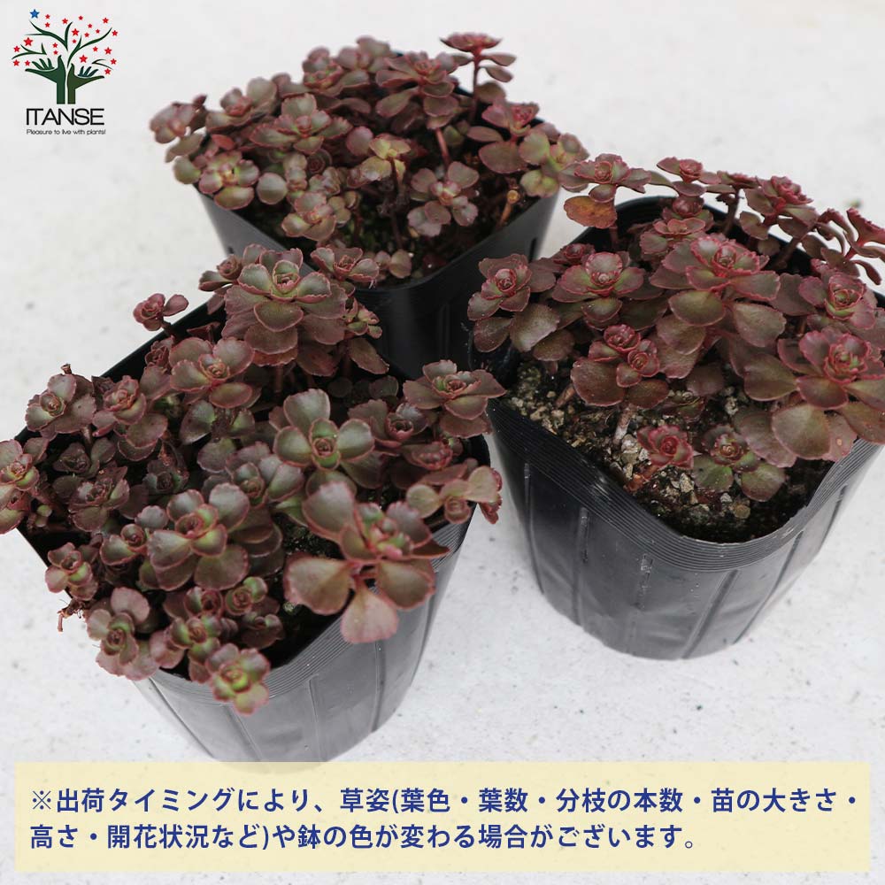 セダム ドラゴンズブラッド【多肉植物 2.5～3号ポット苗