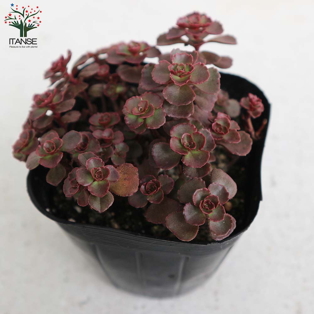 セダム　トリカラーandドラゴンズブラット　　現在の姿4枚目 ドラゴンズブラッド＆トリカラーを育てる | 山梨で多肉植物を