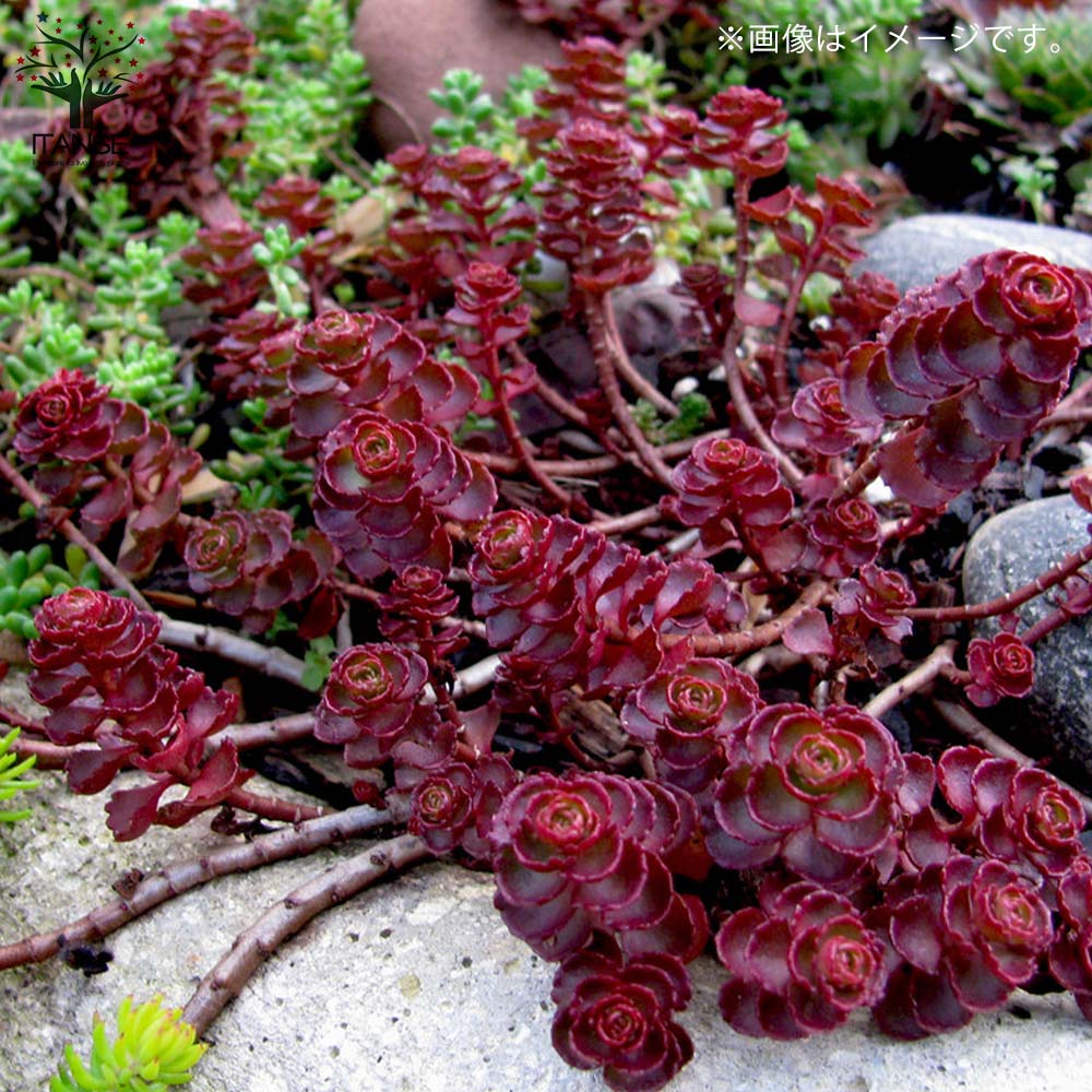 セダム ドラゴンズブラッド【多肉植物 2.5～3号ポット苗 グランドカバー苗】