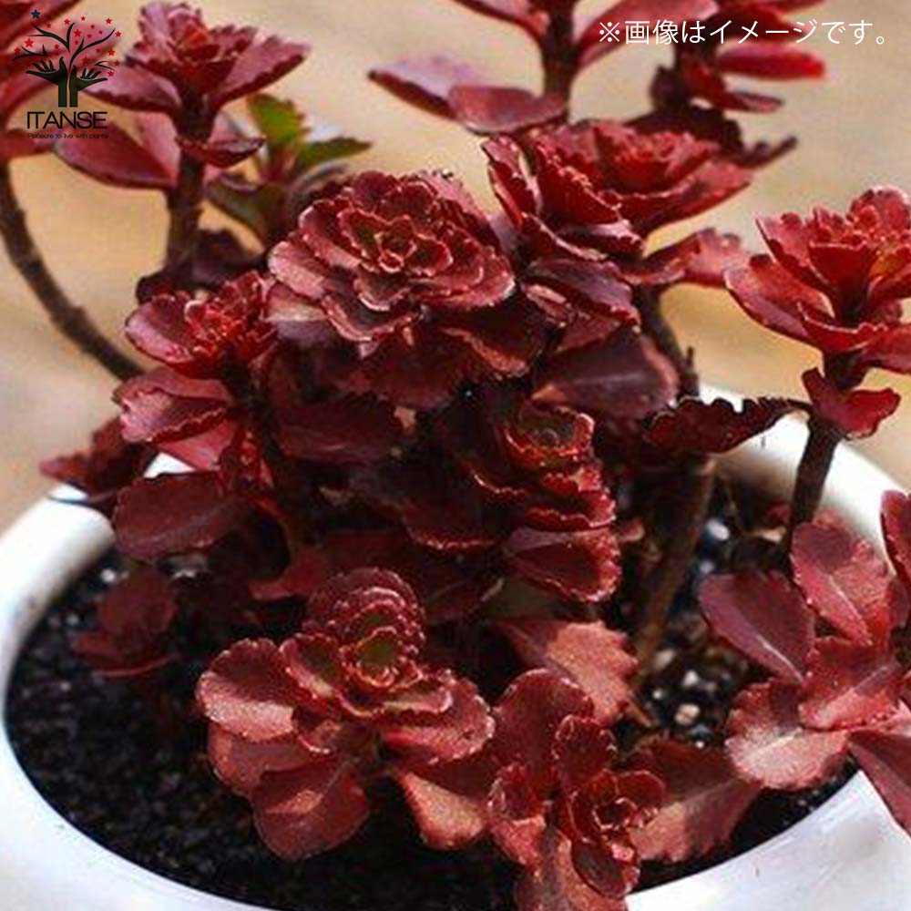 セダム ドラゴンズブラッド【多肉植物 2.5～3号ポット苗