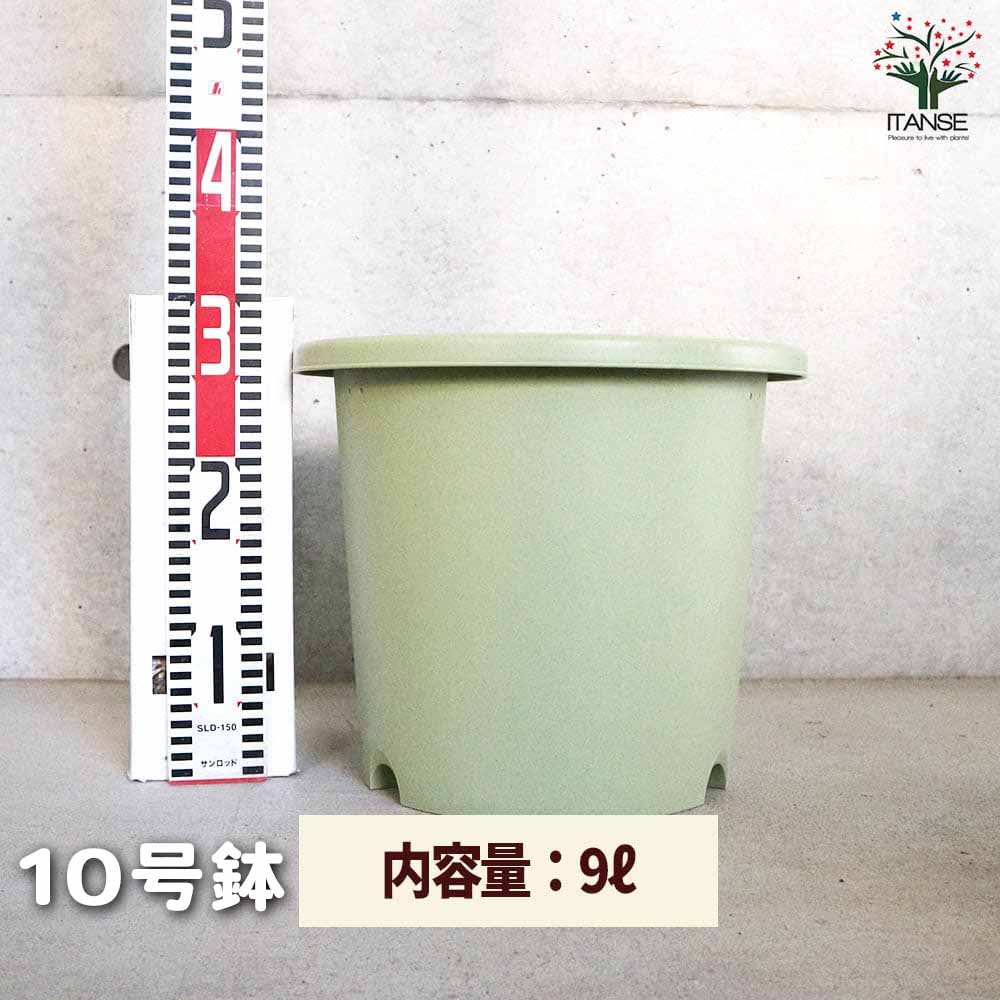 菜園鉢 色：グリーン【資材】