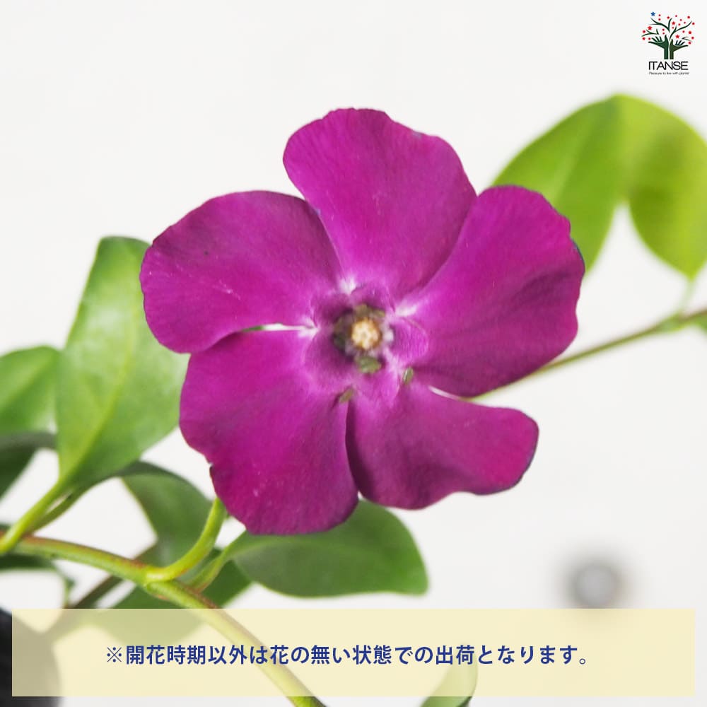 姫ツル日々草(ヒメツルニチニチソウ) アトロプルプレア 【花苗 3号