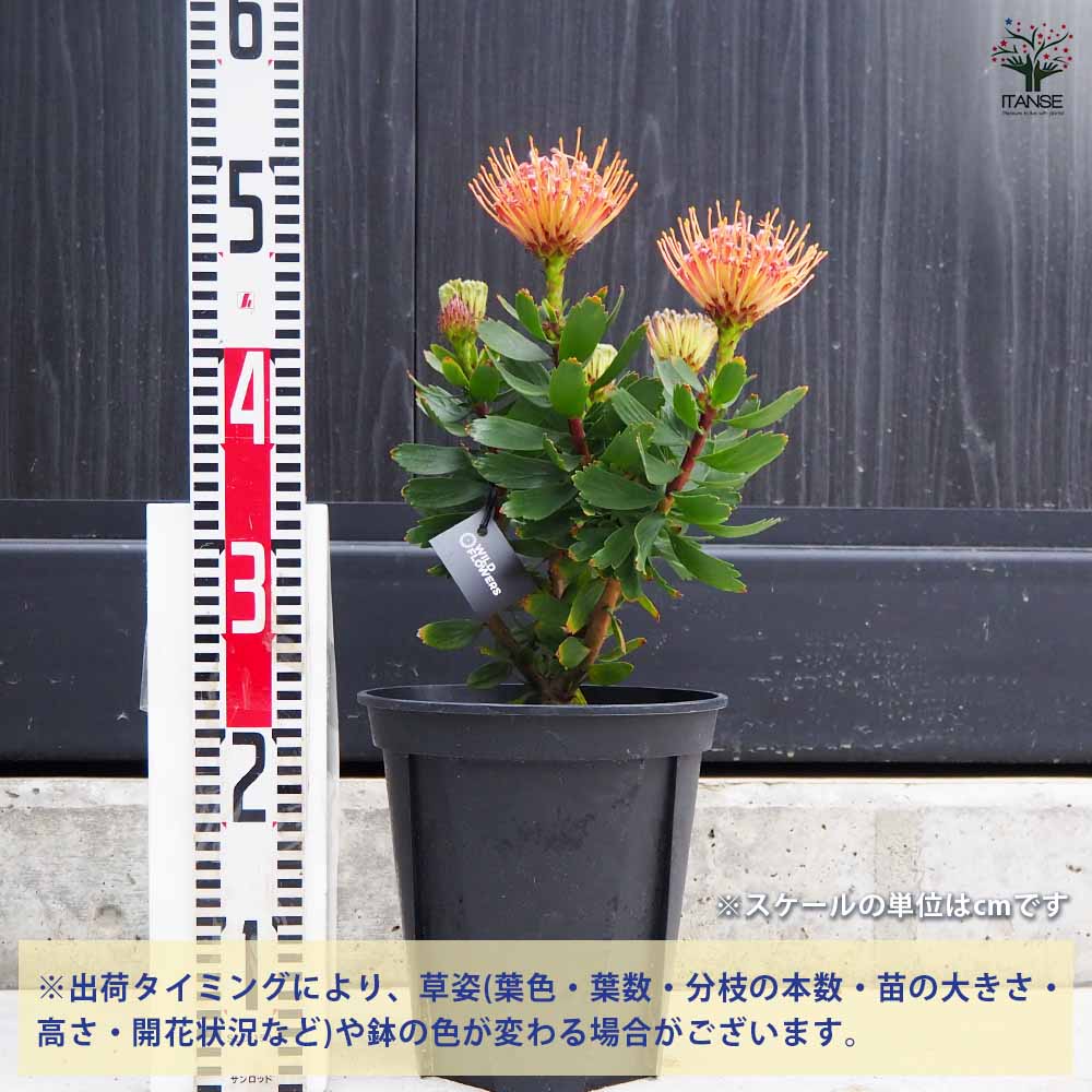 リューコスペルマム カーニバルレッド 【花木苗 7号鉢／1個売り