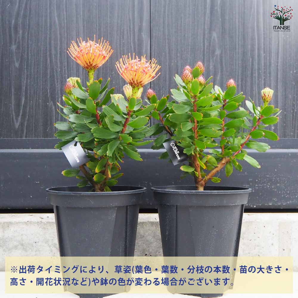 リューコスペルマム カーニバルレッド 【花木苗 7号鉢／1個売り