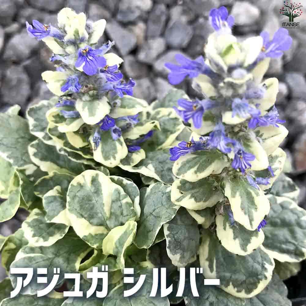 アジュガ シルバー 【花苗 3号ポット】｜ 【植物のITANSE】全品