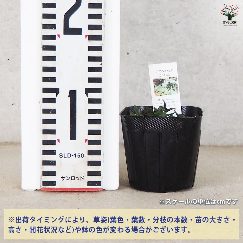 ニホンハッカ ほくしん 【ハーブの苗 9cmポット／お買い得3個セット】