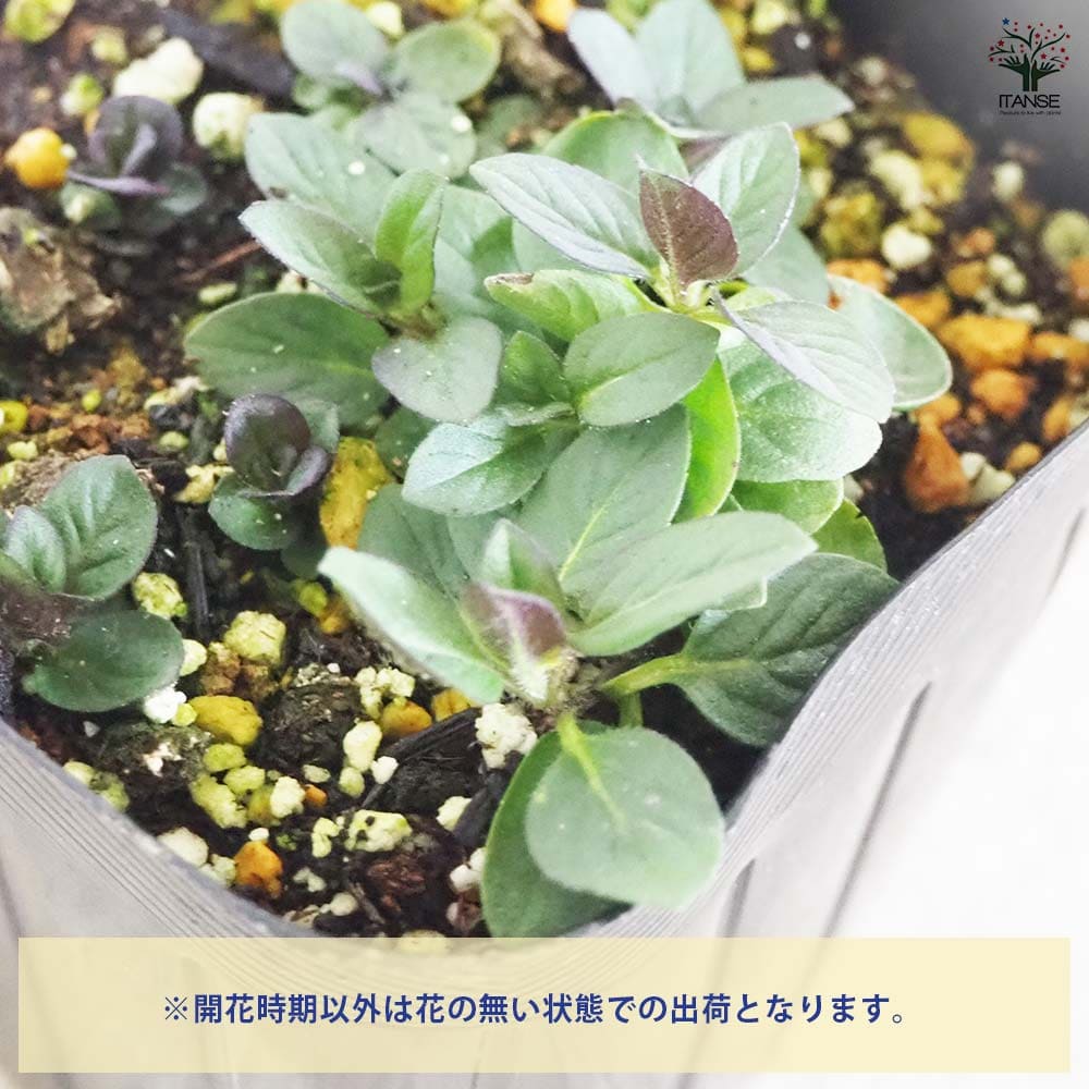 ニホンハッカ ほくしん 【ハーブの苗 9cmポット／お買い得3個セット】