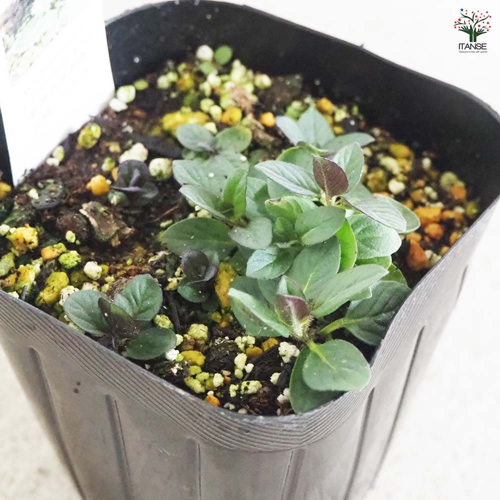 ニホンハッカ ほくしん 【ハーブの苗 9cmポット／お買い得3個セット】