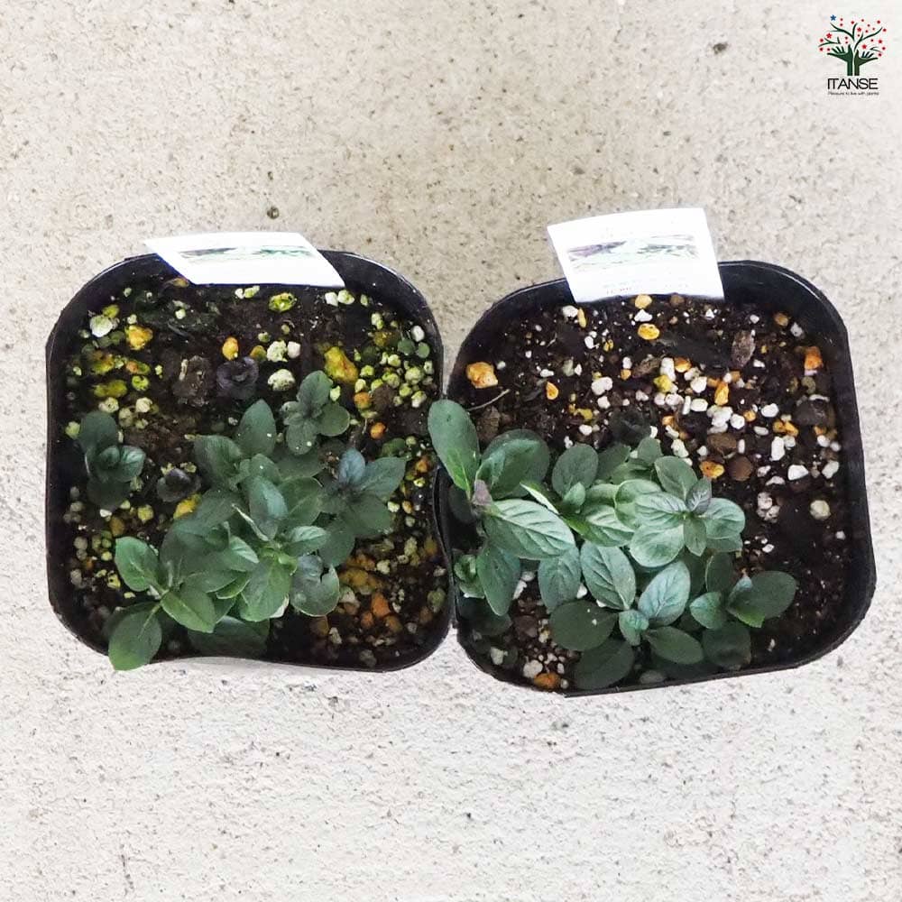 ニホンハッカ ほくしん 【ハーブの苗 9cmポット／お買い得3個セット】