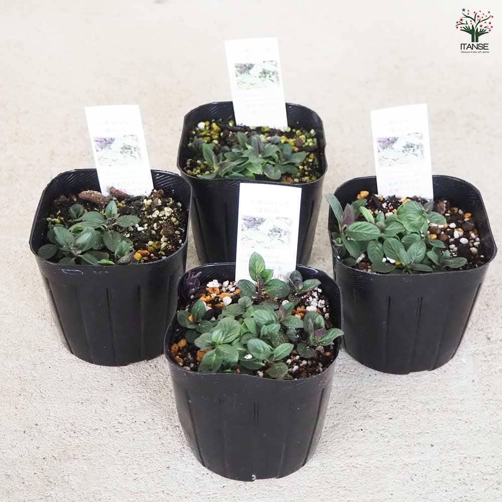 ニホンハッカ ほくしん 【ハーブの苗 9cmポット／お買い得3個セット】