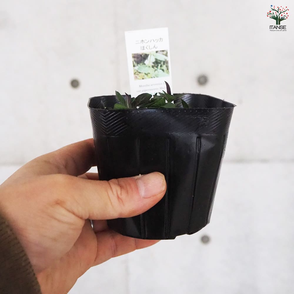 ニホンハッカ ほくしん 【ハーブの苗 9cmポット／お買い得3個セット】