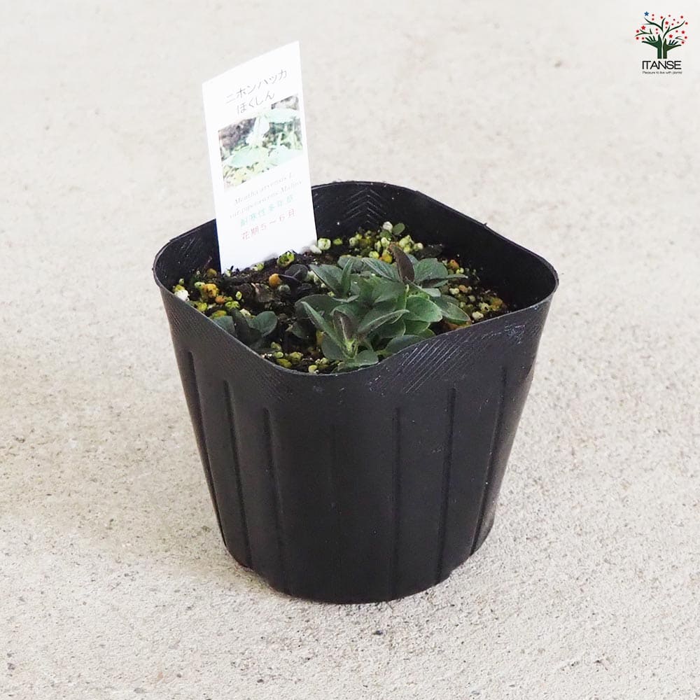 ニホンハッカ ほくしん 【ハーブの苗 9cmポット／お買い得3個セット】