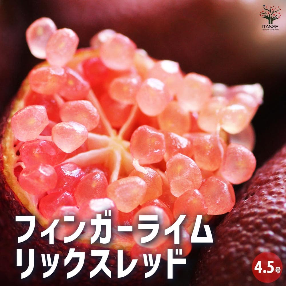 フィンガーライム リックスレッド 【果樹の苗木 4.5号／1個売り】