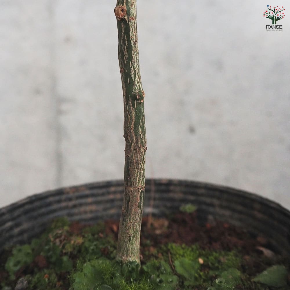 フィンガーライム リックスレッド 【果樹の苗木 4.5号／1個売り】