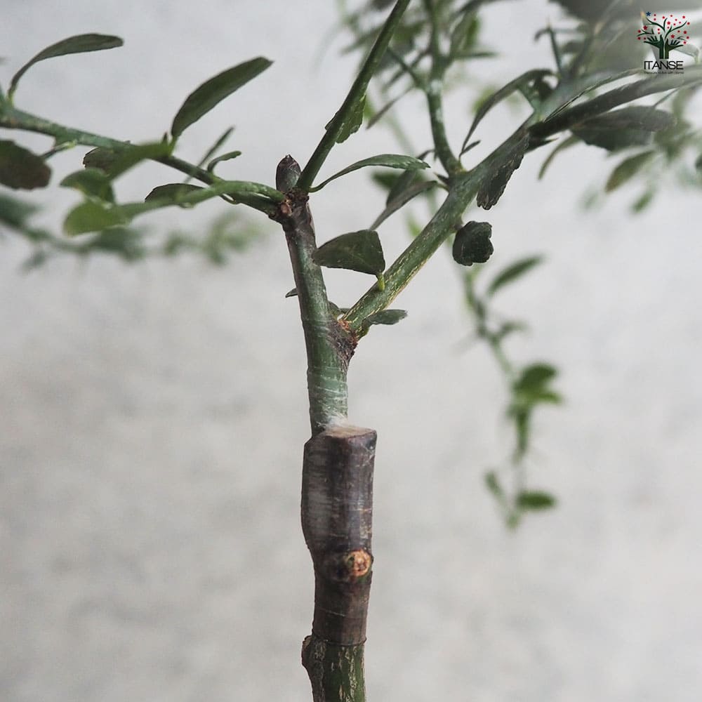 フィンガーライム リックスレッド 【果樹の苗木 4.5号／1個売り】