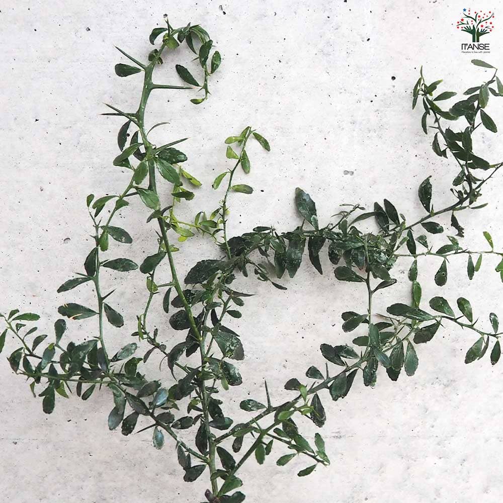 フィンガーライム リックスレッド 【果樹の苗木 4.5号／1個売り】