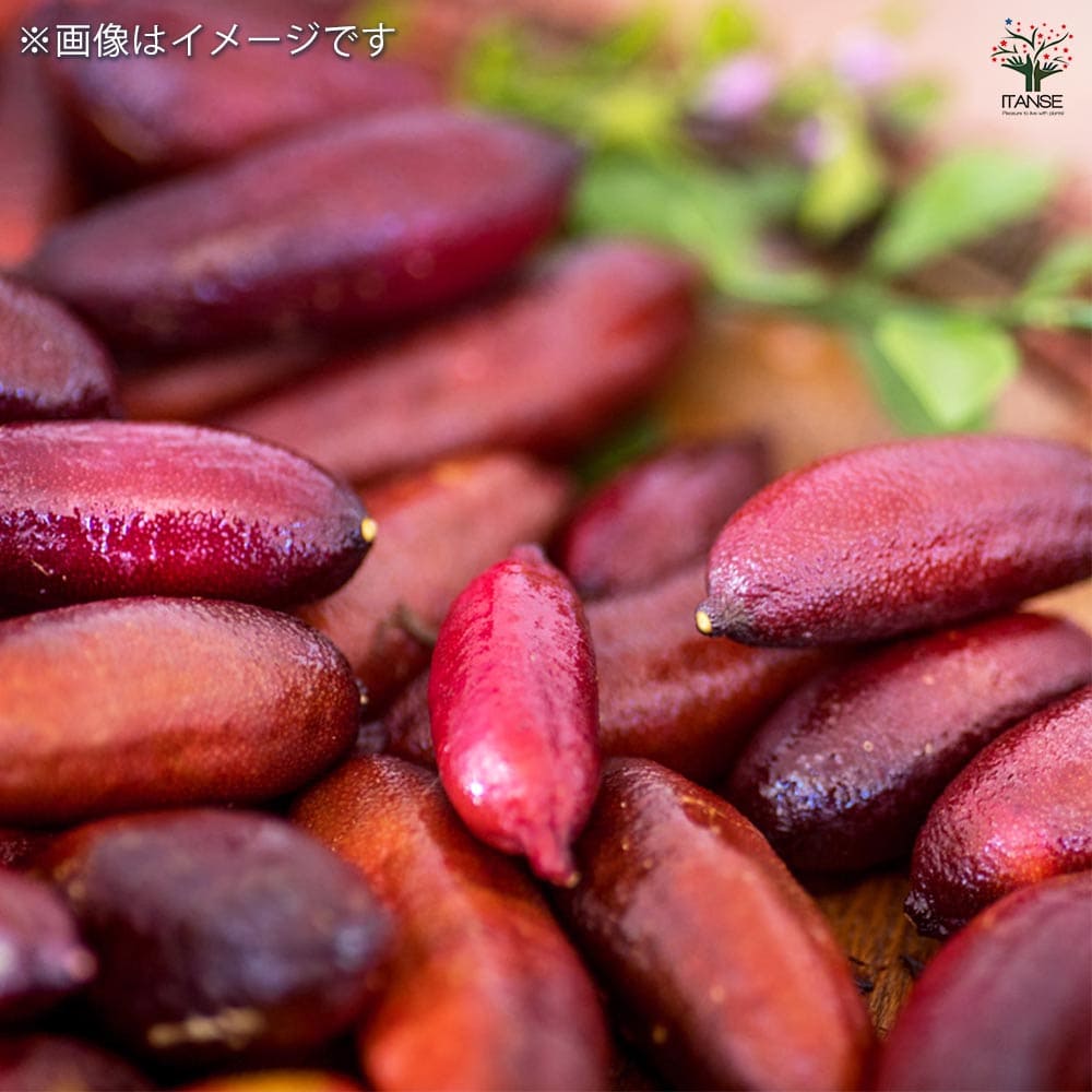 フィンガーライム リックスレッド 【果樹の苗木 4.5号／1個売り】