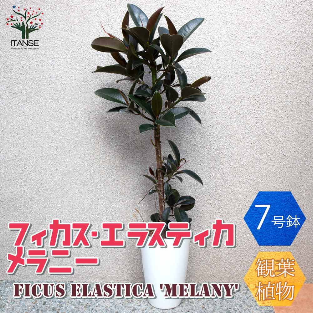 観葉植物 フィカス・エラスティカ・メラニー(ゴムの木の仲間)【観葉