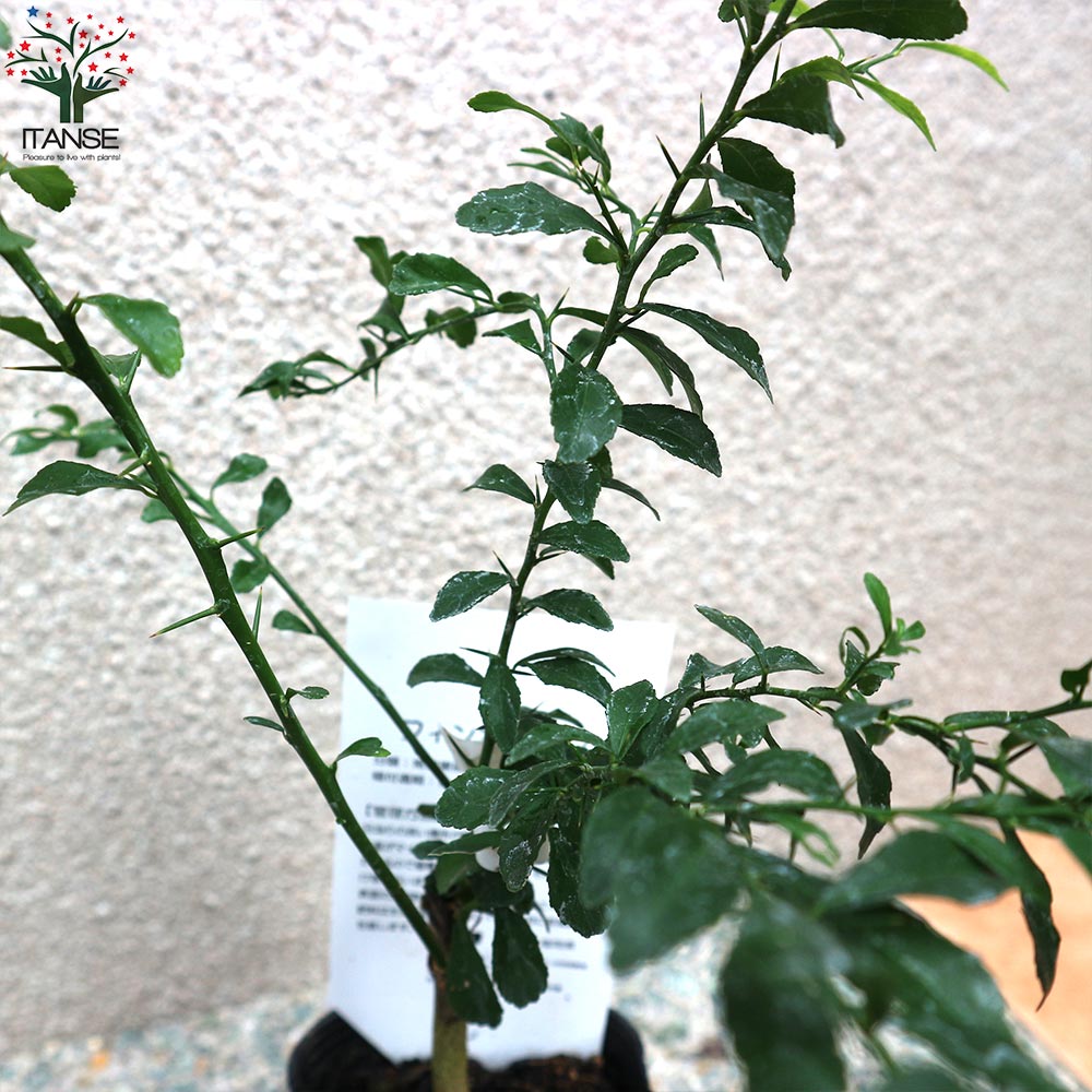 4年生　花芽つき　フィンガーライム接木苗／サンシャインイエロー　現品撮影 フィンガーライム サンシャインイエローの大苗(品種物 数量限定)【12cm