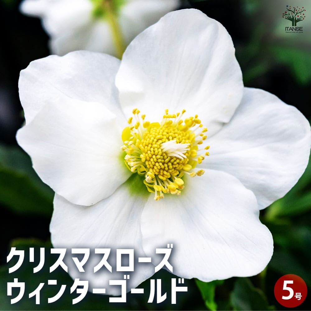 クリスマスローズ ウィンターゴールド 【花苗 5号ポット／1個売り】