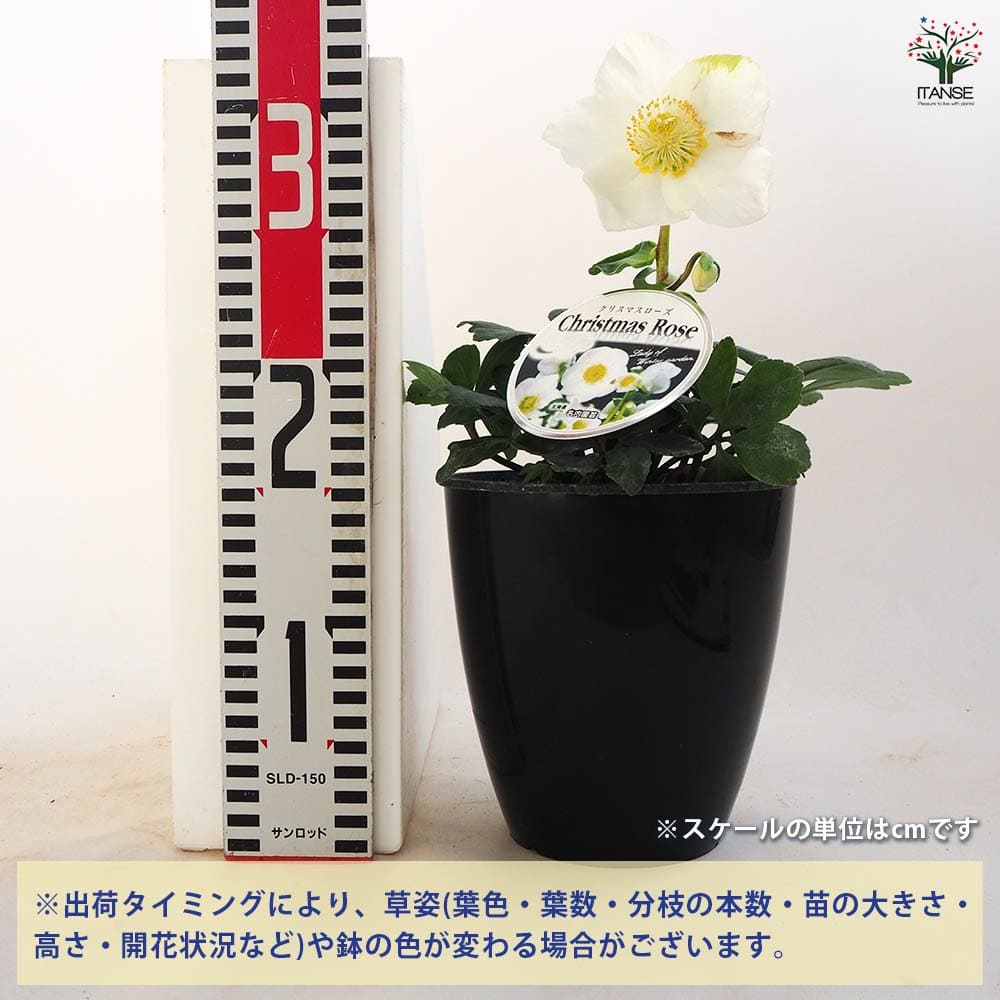 クリスマスローズ ウィンターゴールド 【花苗 5号ポット／1個売り】