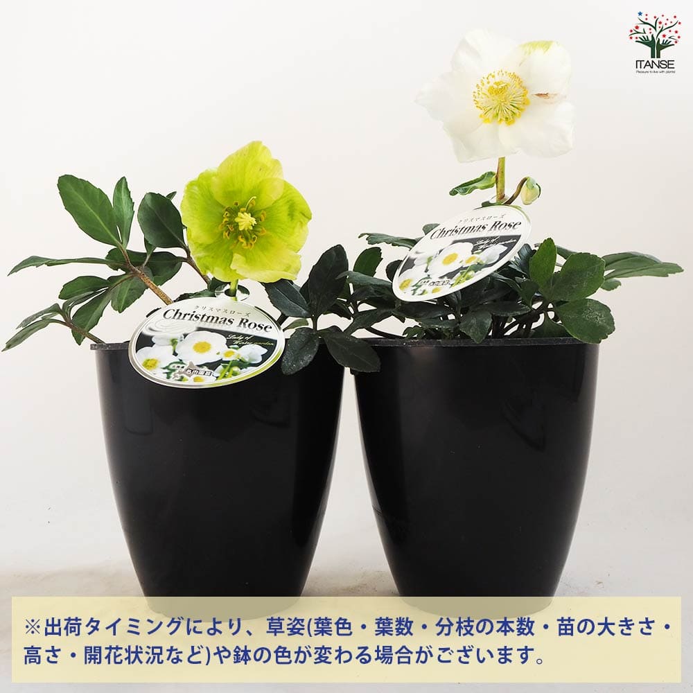 クリスマスローズ ウィンターゴールド 【花苗 5号ポット／1個売り